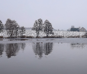 Jezioro, Kaczki, Pole, Drzewa, Zima
