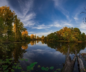 Jezioro, Odbicie, Rośliny, Drzewa, Jesień