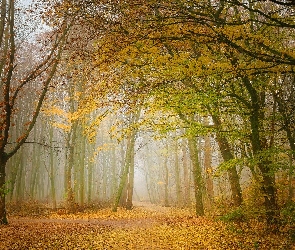 Poranek, Mgła, Las, Jesień, Drzewa, Liście