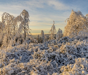 Ośnieżone, Śnieg, Krzewy, Drzewa, Zima