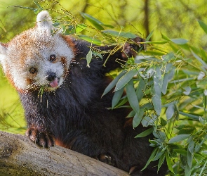 Język, Wystający, Pandka ruda, Liście