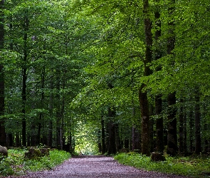 Drzewa, Liściasty, Droga, Las