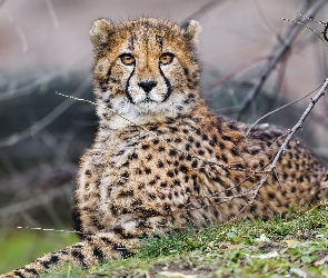 Gepard, Gałęzie