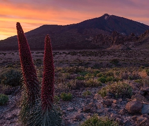 Góry, Żmijowce rubinowe, Park Narodowy Teide, Kwiaty, Teneryfa, Góra Teide, Hiszpania, Zachód słońca
