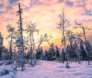 Raattama, Zima, Drzewa, Wschód słońca, Finlandia