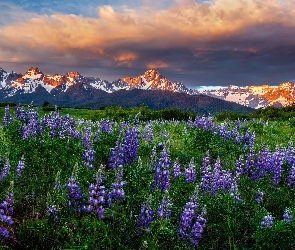 Stany Zjednoczone, Chmury, Łubin, Niebo, Polana, Kwiaty, Kolorado, Mount Sneffels, Góry