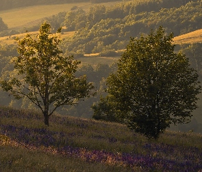 Wzgórza, Poranek, Trawa, Zbocza, Drzewa