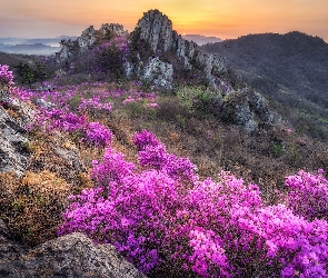 Góry, Rododendron, Kwiaty, Skały, Wschód słońca