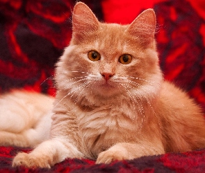 Narzuta, Czerwona, Puszysty, Kot