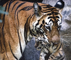 Tygrysia, Młode, Mama