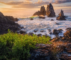 Australia, Roślinność, Camel Rock, Wschód słońca, Morze, Skały, Bermagui, Wybrzeże, Sapphire Coast