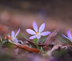 Krokus, Liście, Suche, Kwiat, Liliowy