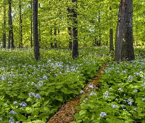 Las, Miesiącznice, Kwiaty, Drzewa, Wiosna