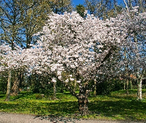 Park, Drzewa owocowe, Wiosna