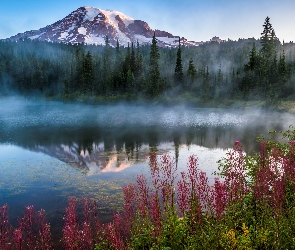 Park Narodowy Mount Rainier, Stan Waszyngton, Trawy, Stany Zjednoczone, Drzewa, Jezioro, Góry, Stratowulkan Mount Rainier, Mgła