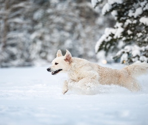 Golden retriever, Śnieg, Zima