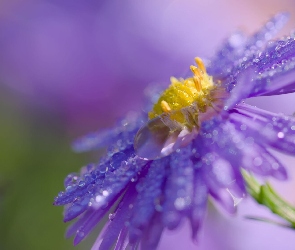 Kwiat, Makro, Krople, Aster, Fioletowy