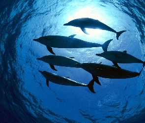 Delfiny, Słoneczne, Promienie