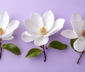 Białe, Listki, Magnolie, Kwiaty, Trzy