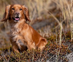 Pies, Working cocker spaniel