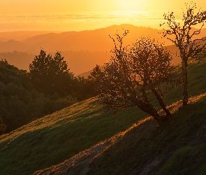 Stany Zjednoczone, Kalifornia, Góry, Drzewa, Santa Cruz Mountains, Wschód słońca