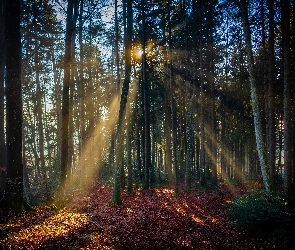 Drzewa, Promienie słońca, Las, Jesień, Opdłe, Liscie