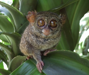 Oczy, Duże, Małpka, Bohol Tarsier