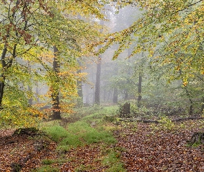Liście, Opadłe, Las, Jesień, Drzewa, Mgła