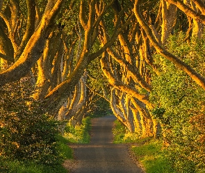 Hrabstwo Antrim, Buki, Aleja, Irlandia Północna, Drzewa, Droga, Dark Hedges