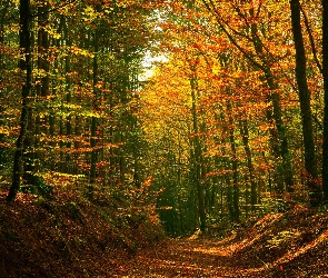 Ścieżka, Drzewa, Kolorowe, Las, Jesień