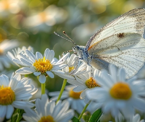 Grafika, Światło, Bielinek kapustnik, Motyl, Białe, Kwiaty