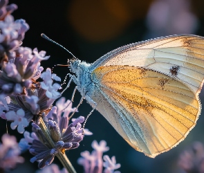Grafika, Światło, Motyl, Bielinek kapustnik, Biały, Kwiaty