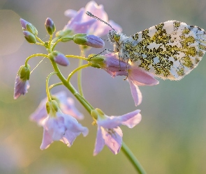 Motyl, Zorzynek rzeżuchowiec, Kwiat