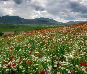 Maki, Sibillini Mountains, Łąka, Góry, Umbria, Margerytki, Włochy, Castelluccio