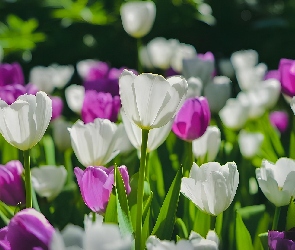 Tulipany, Kwitnące, Różowe, Białe