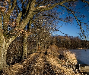 Droga, Trawa, Sucha, Drzewa, Jezioro