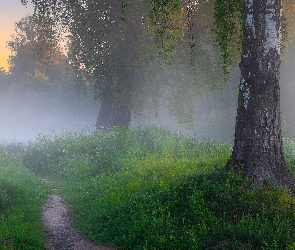 Łąka, Trawa, Mgła, Ścieżka, Drzewa