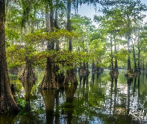 Cyprysy bagienne, Drzewa, Teksas, Stany Zjednoczone, Jezioro, Caddo Lake
