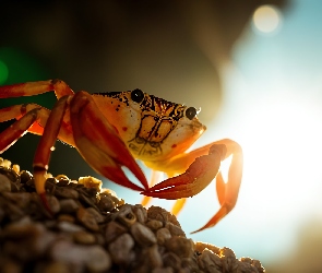 Krab, Grafika
