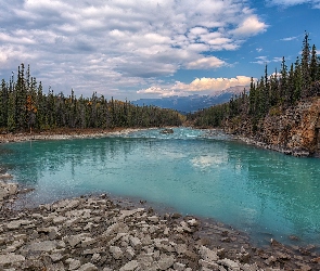 Alberta, Rzeka Athabasca, Góry, Kanada, Las, Park Narodowy Jasper, Drzewa