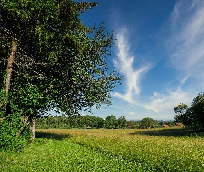 Las, Domy, Łąka, Drzewa