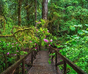 Pnącza, Drewniany, Różanecznik, Most, Park Narodowy Redwood, Kalifornia, Drzewa, Las, Stany Zjednoczone, Sekwoje