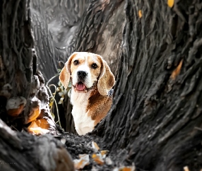 Beagle, Pies, Liście, Drzewa