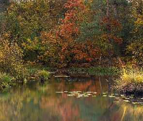 Trawy, Kępki, Kolorowe, Jesień, Drzewa, Jezioro
