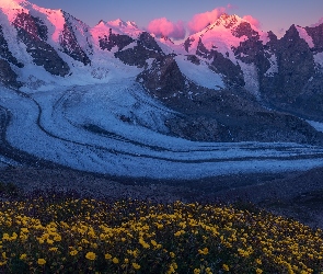 Góry, Łąka, Ośnieżone, Pers Glacier, Kwiaty, Lodowiec, Szwajcaria, Żółte