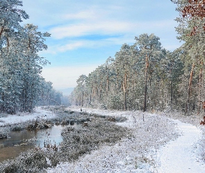 Trawa, Drzewa, Zima, Rzeka