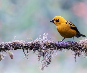 Tanager, Tangarka złota, Ptak