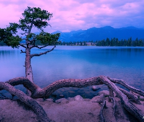 Kanada, Alberta, Jezioro, Drzewo, Maligne Lake, Park Narodowy Jasper