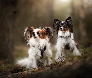 Drzewa, Spaniele kontynentalne miniaturowe Papillon, Psy, Dwa, Las