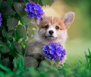 Hortensja, Kwiaty, Welsh corgi pembroke, Pies